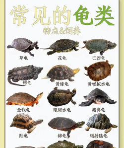 花龟有哪些特点 花龟有哪些特点