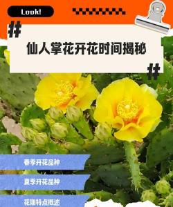 仙人掌会开花吗 仙人掌会开花吗