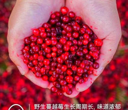 蔓越莓长在哪里 蔓越莓长在哪里