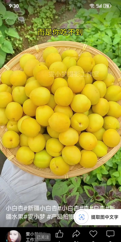 2024年小白杏多少钱一斤 2024年小白杏多少钱一斤