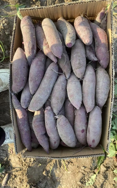 2024年紫薯多少钱一斤 2024年紫薯多少钱一斤