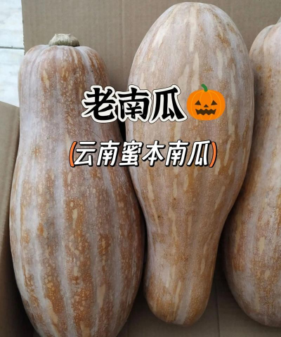2024年蜜本南瓜多少钱一斤 2024年蜜本南瓜多少钱一斤