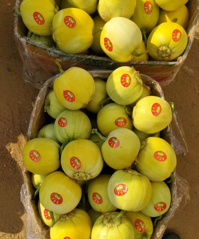 2024年甜瓜多少钱一斤 2024年甜瓜多少钱一斤