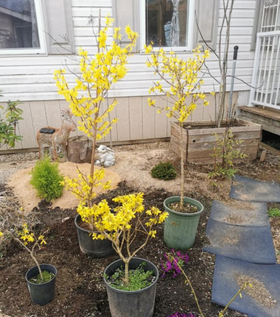 连翘的养殖方法和注意事项 连翘的养殖方法和注意事项