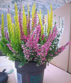 防热防冻有哪些花 防热防冻有哪些花