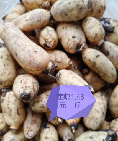 2024年芹菜多少钱一斤 2024年芹菜多少钱一斤