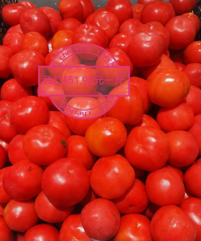 2024年蒜苗多少钱一斤 2024年蒜苗多少钱一斤