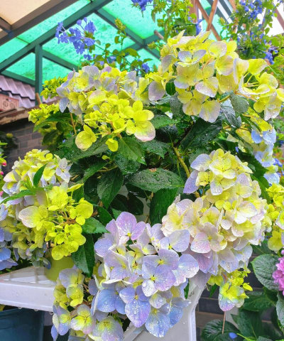 蓝绣球的养殖方法和注意事项 蓝绣球的养殖方法和注意事项