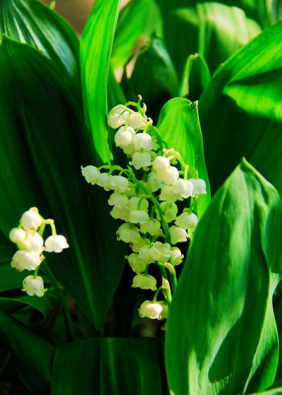 铃兰开花是什么季节 铃兰开花是什么季节