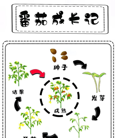 西红柿的生长周期是多长时间 西红柿的生长周期是多长时间