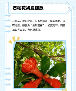 石榴什么时候开花 石榴什么时候开花