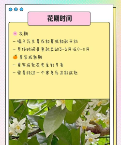桔子花什么时候开花 桔子花什么时候开花
