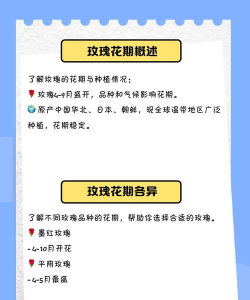 玫瑰花什么季节开放 玫瑰花什么季节开放