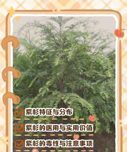 紫杉养殖方法和注意事项 紫杉养殖方法和注意事项