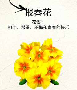 报春花的养殖方法和注意事项 报春花的养殖方法和注意事项