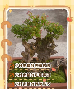 小叶赤楠的养殖方法和注意事项有哪些 小叶赤楠的养殖方法和注意事项有哪些