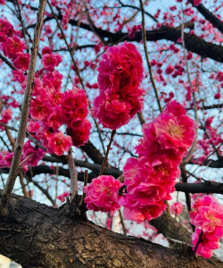 正月的花有哪些 正月的花有哪些