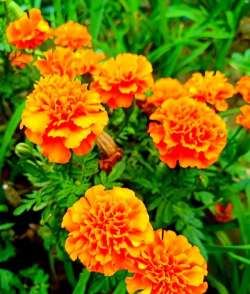 橙色花有哪些品种 橙色花有哪些品种