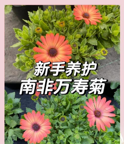 南非万寿菊的养殖方法 南非万寿菊的养殖方法
