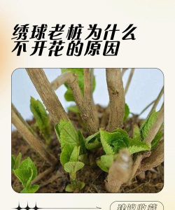 绣球花不开花的原因 绣球花不开花的原因