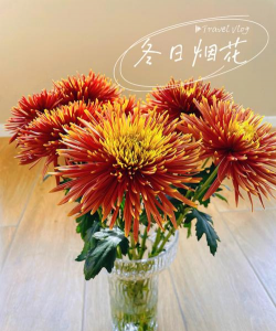 烟花菊养殖方法和注意事项 烟花菊养殖方法和注意事项