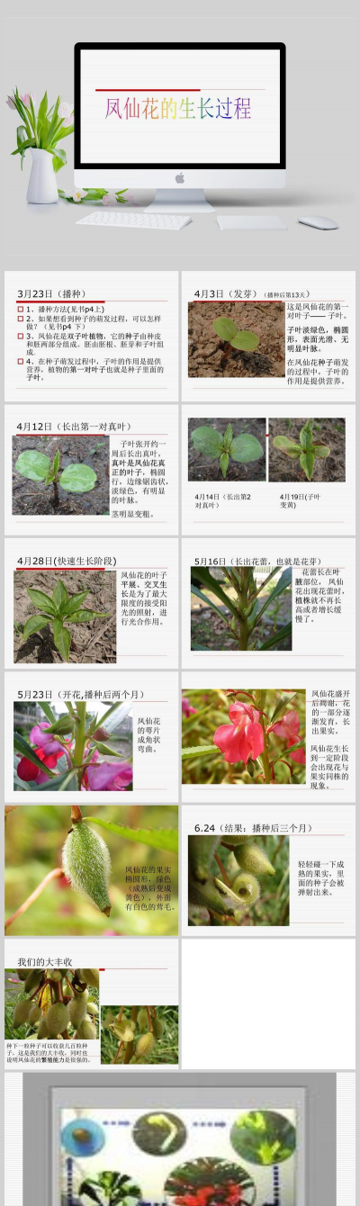 凤仙花的主要生长过程是什么 凤仙花的主要生长过程是什么