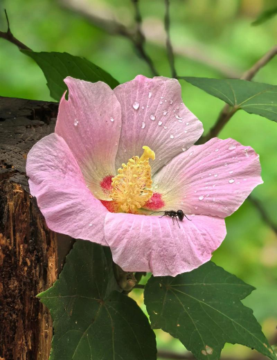 岳阳适合种什么花 岳阳适合种什么花