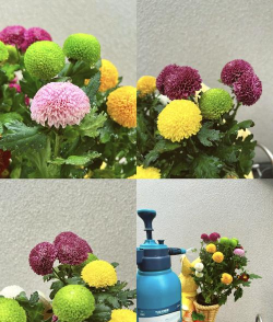 乒乓菊花的养殖方法和注意事项 乒乓菊花的养殖方法和注意事项