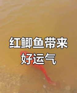 红鲫鱼养殖方法和注意事项 红鲫鱼养殖方法和注意事项