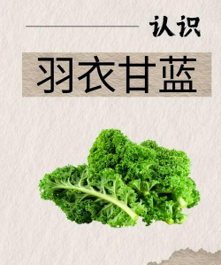 羽衣甘蓝是什么蔬菜 羽衣甘蓝是什么蔬菜