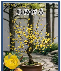 腊梅的生长环境及特征 腊梅的生长环境及特征