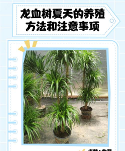 龙骨树的养殖方法和注意事项 龙骨树的养殖方法和注意事项