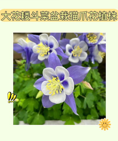 猫爪花养殖方法和注意事项 猫爪花养殖方法和注意事项