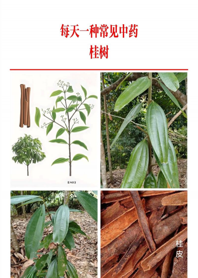 中药材树木有哪些品种 中药材树木有哪些品种