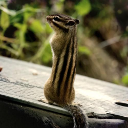 花鼠有哪些品种 花鼠有哪些品种