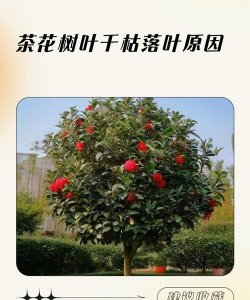 叶子花落叶的原因是什么 叶子花落叶的原因是什么