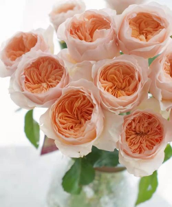 高端花品牌有哪些 高端花品牌有哪些