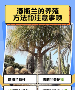 酒瓶兰的养殖方法和注意事项 酒瓶兰的养殖方法和注意事项