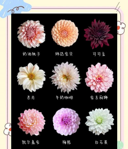 大丽花花语 大丽花花语