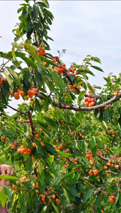黄蜜樱桃需要什么授粉树 黄蜜樱桃需要什么授粉树