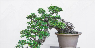 下山黑松怎样移栽成活 下山黑松怎样移栽成活