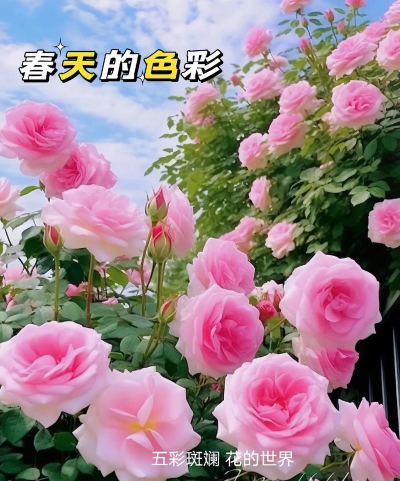 花开的季节是在哪个季节 花开的季节是在哪个季节