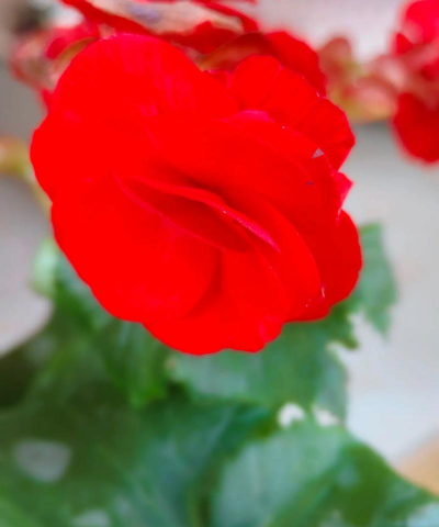 玻璃海棠花长什么样 玻璃海棠花长什么样