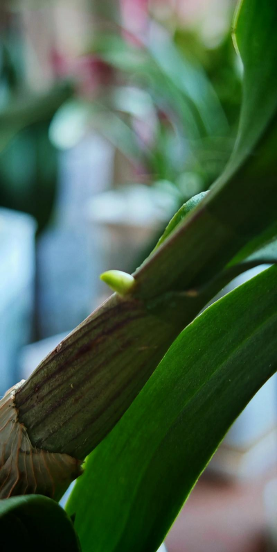 秋石斛什么时候发芽 秋石斛什么时候发芽