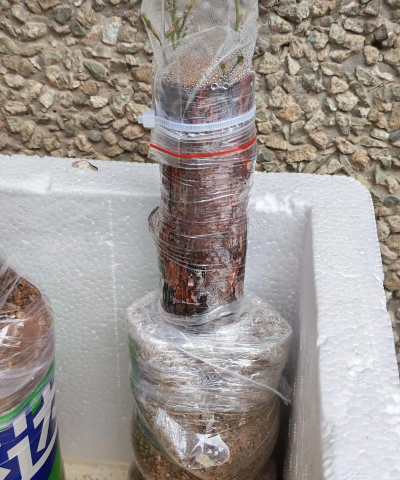 蔷薇花的扦插方法 蔷薇花的扦插方法