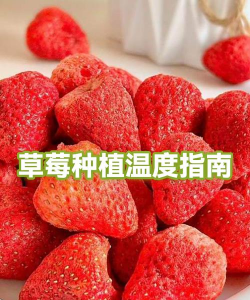 草莓生长温度是多少度 草莓生长温度是多少度