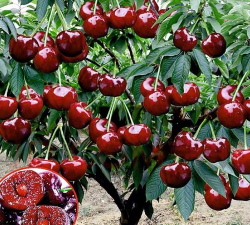 车厘子树长什么样 车厘子树长什么样