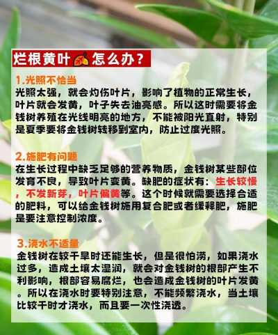 金钱树的寓意是什么 金钱树的寓意是什么