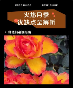 火焰月季优缺点是什么 火焰月季优缺点是什么