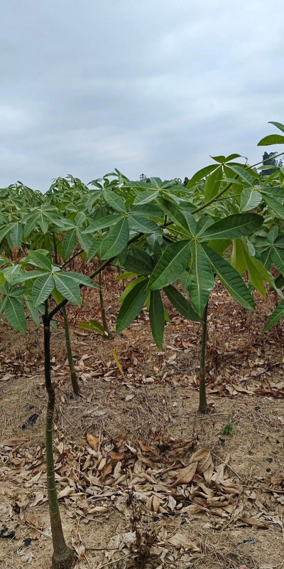 发财树生长环境条件及特点 发财树生长环境条件及特点